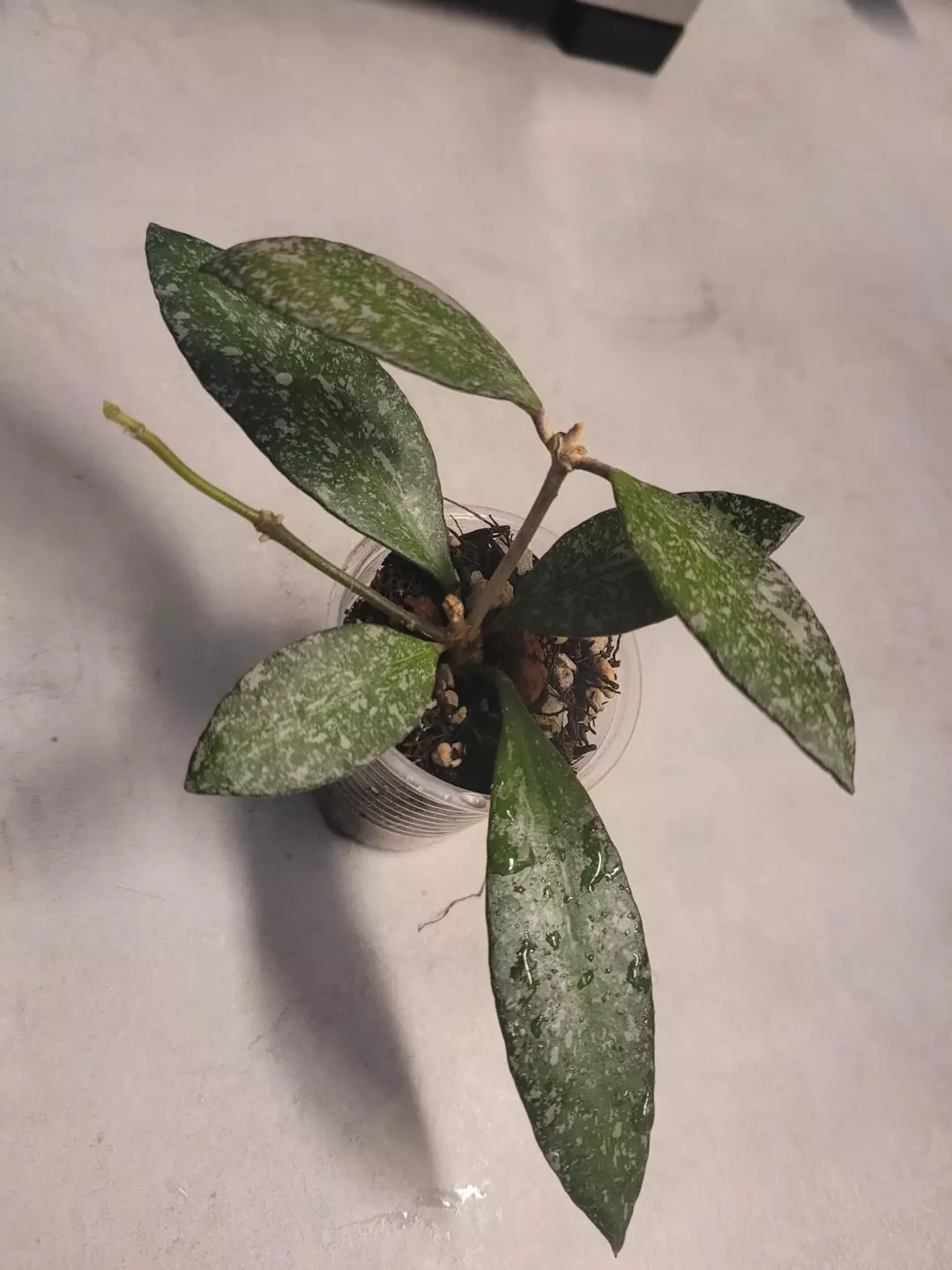 Hoya rosita splash thumbnail