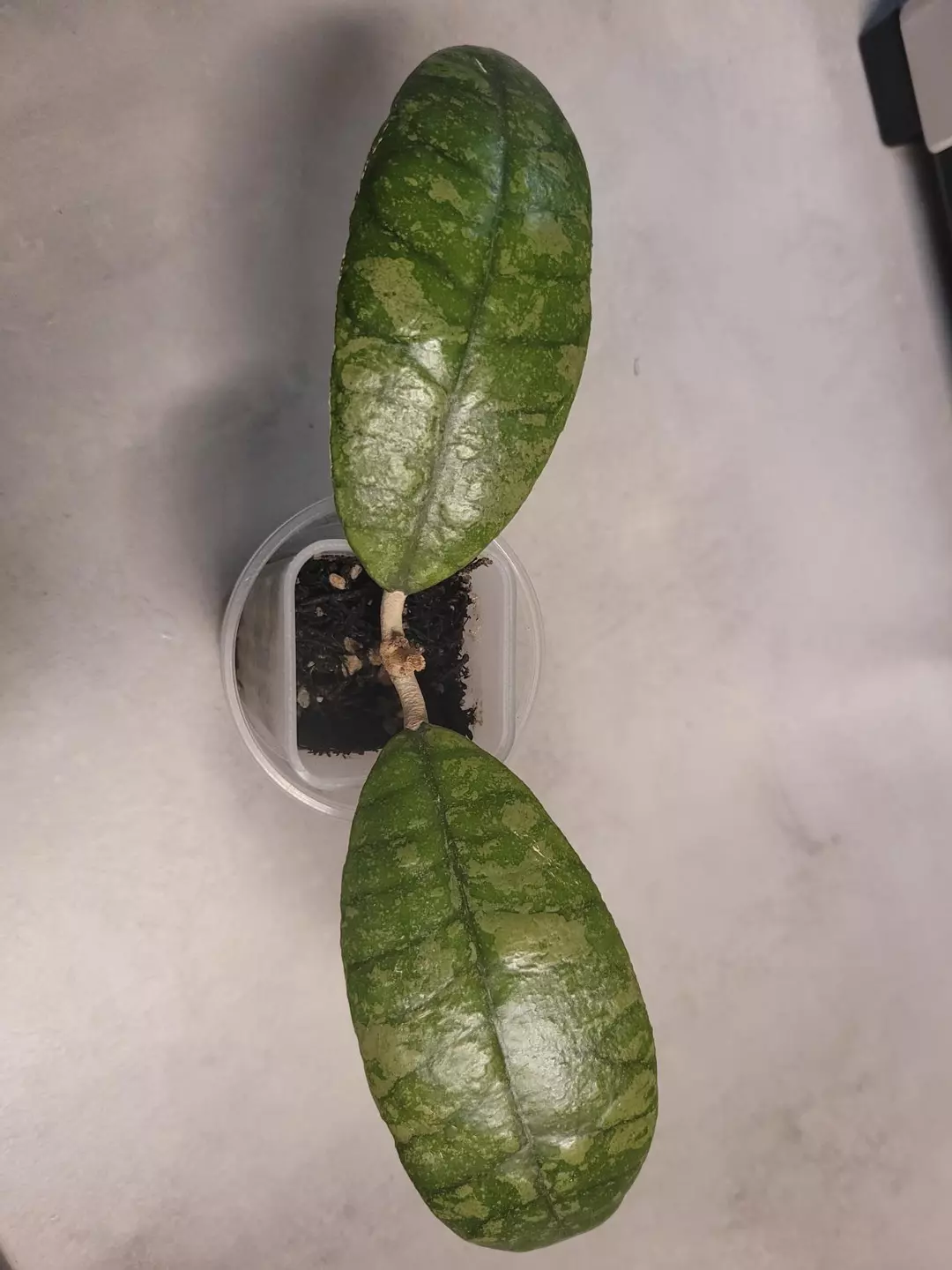 Hoya aff finlaysonii thumbnail