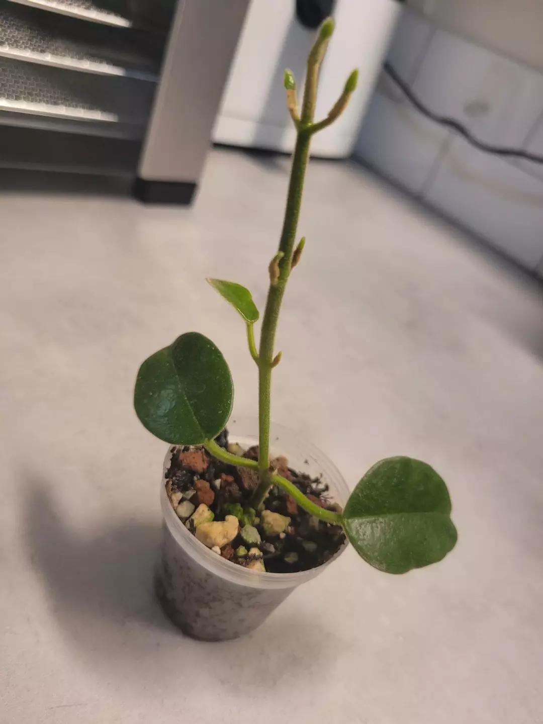 Hoya ciliata thumbnail
