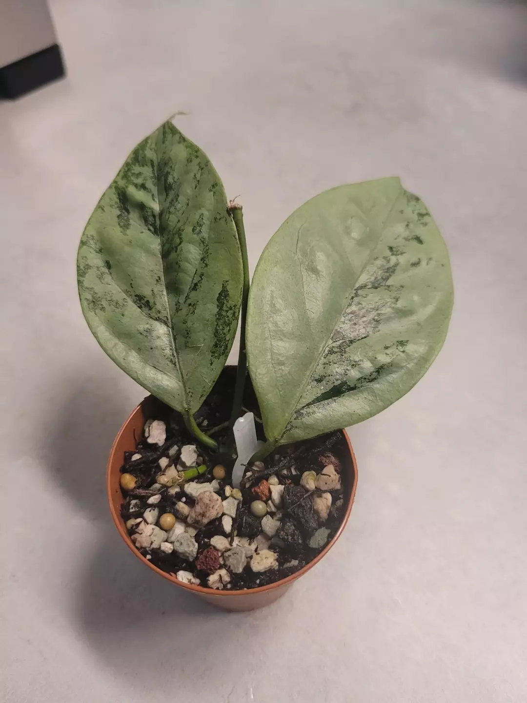 Hoya coriacea silver thumbnail