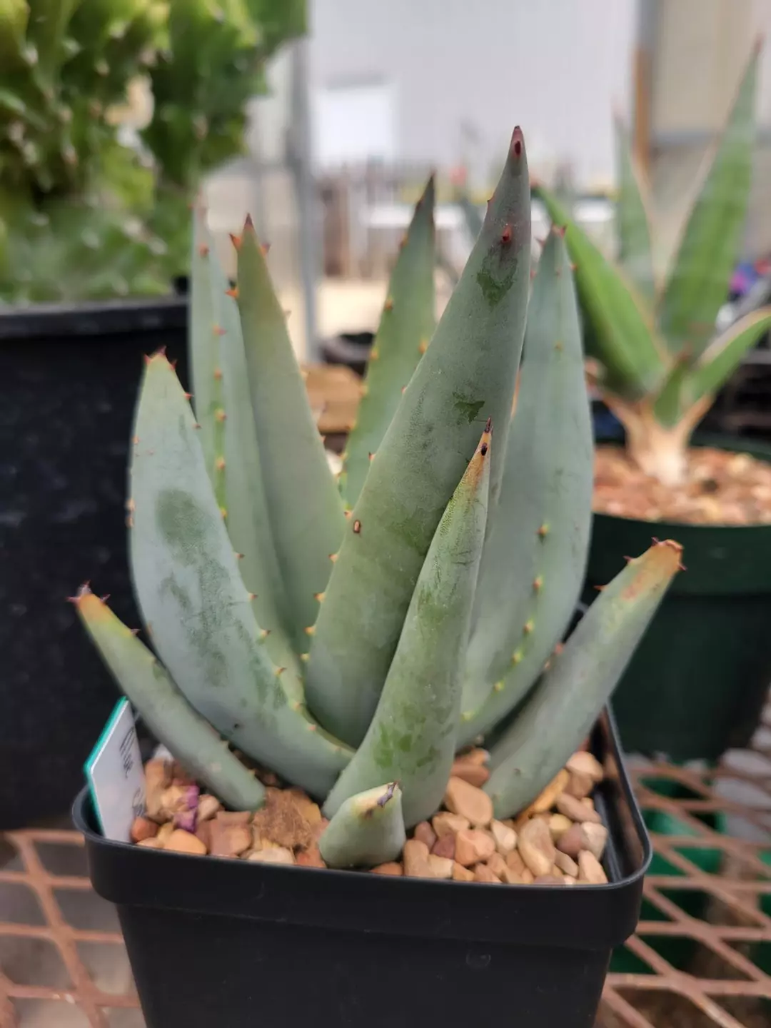 Aloe claviflora thumbnail