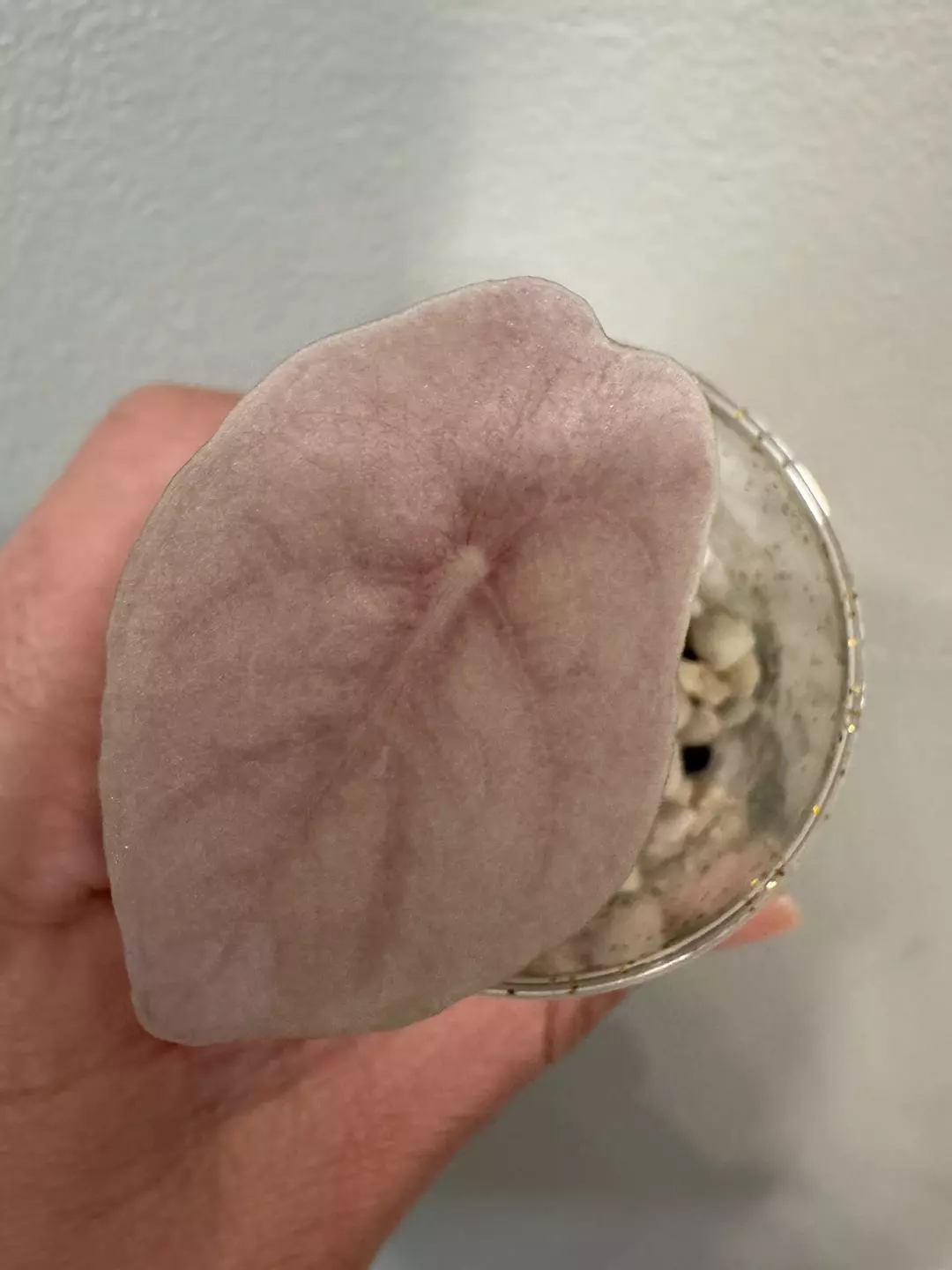 Pink Chant corm grown thumbnail