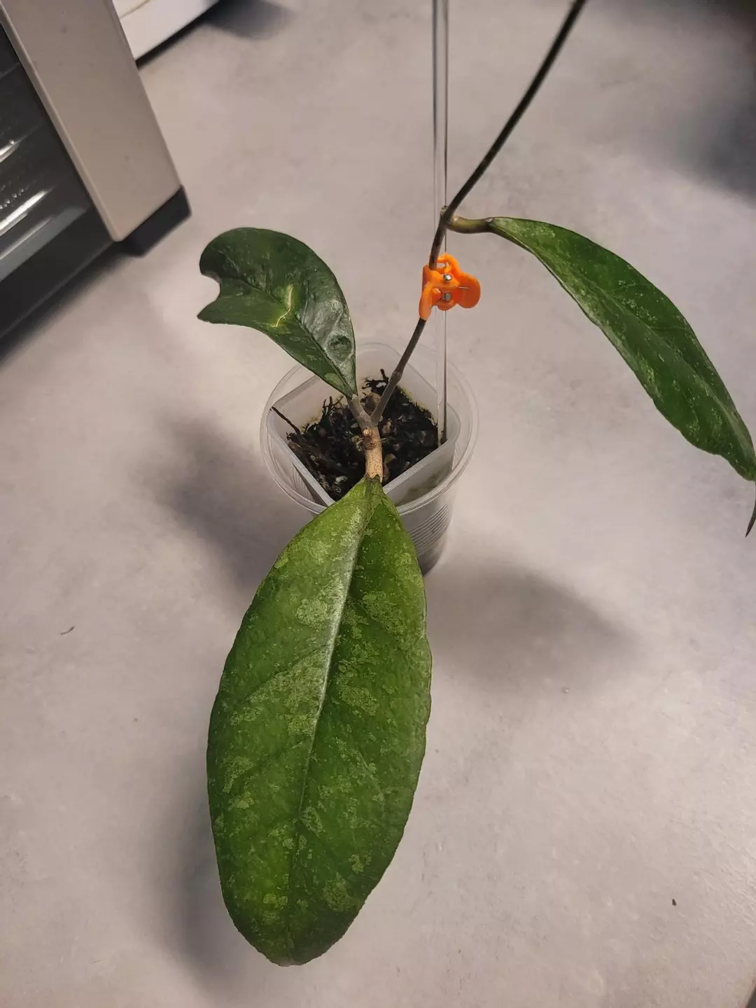 Hoya finlaysonii chicken farm thumbnail
