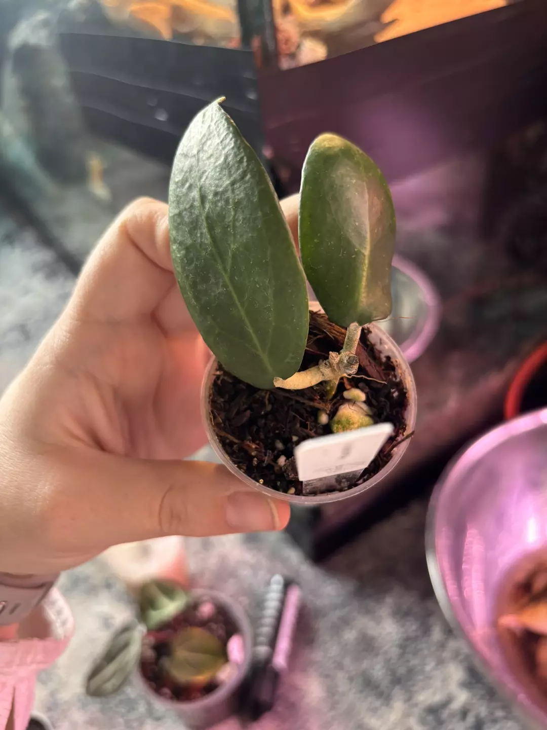 Hoya sunshine  thumbnail