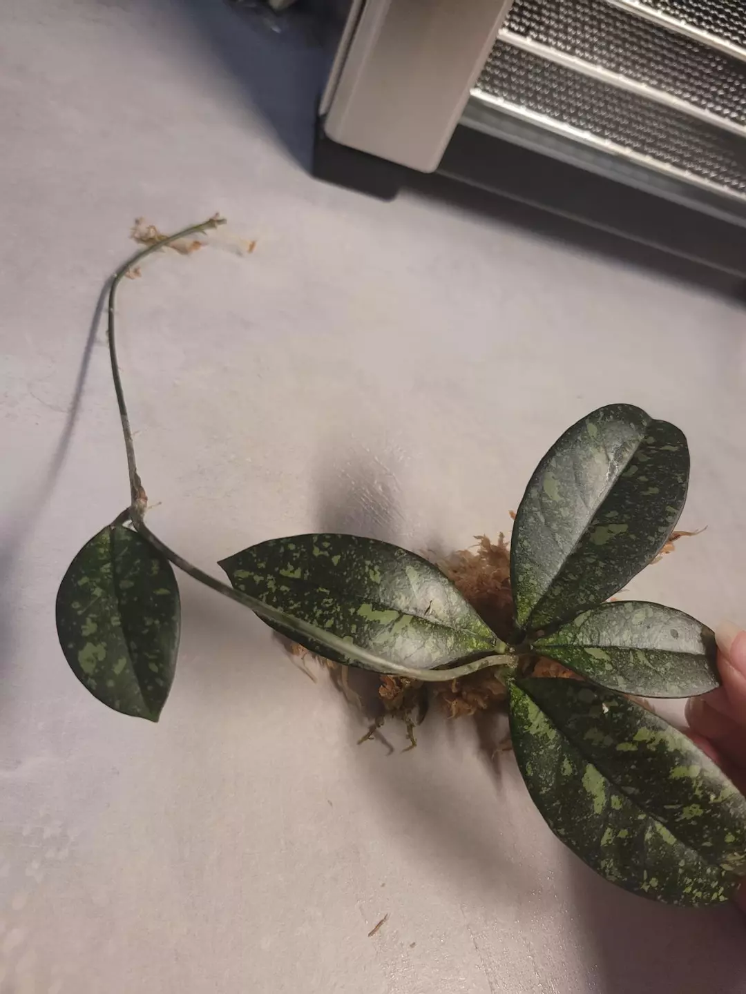Hoya crassipetiolata splash thumbnail