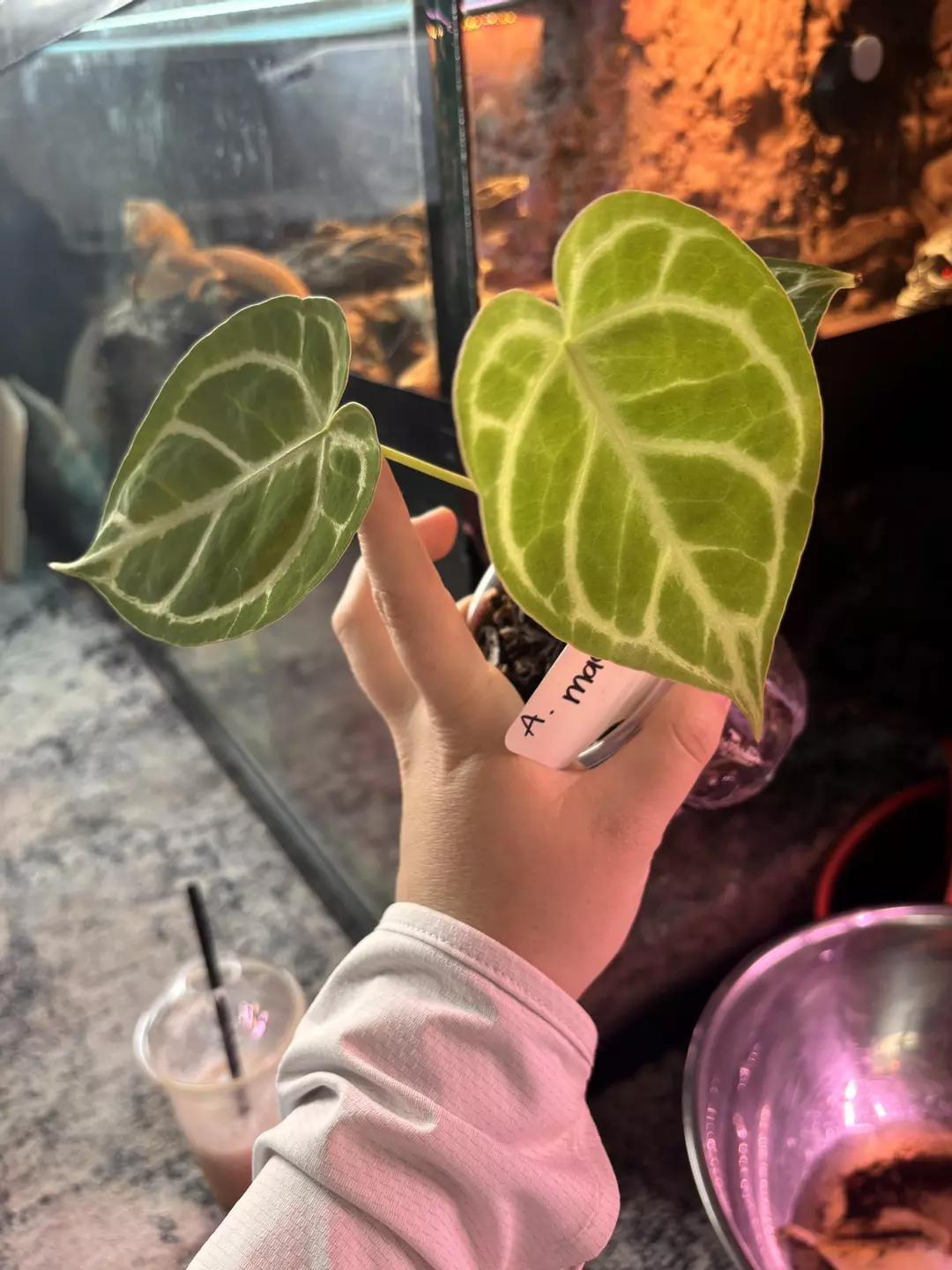 Anthurium mag  thumbnail