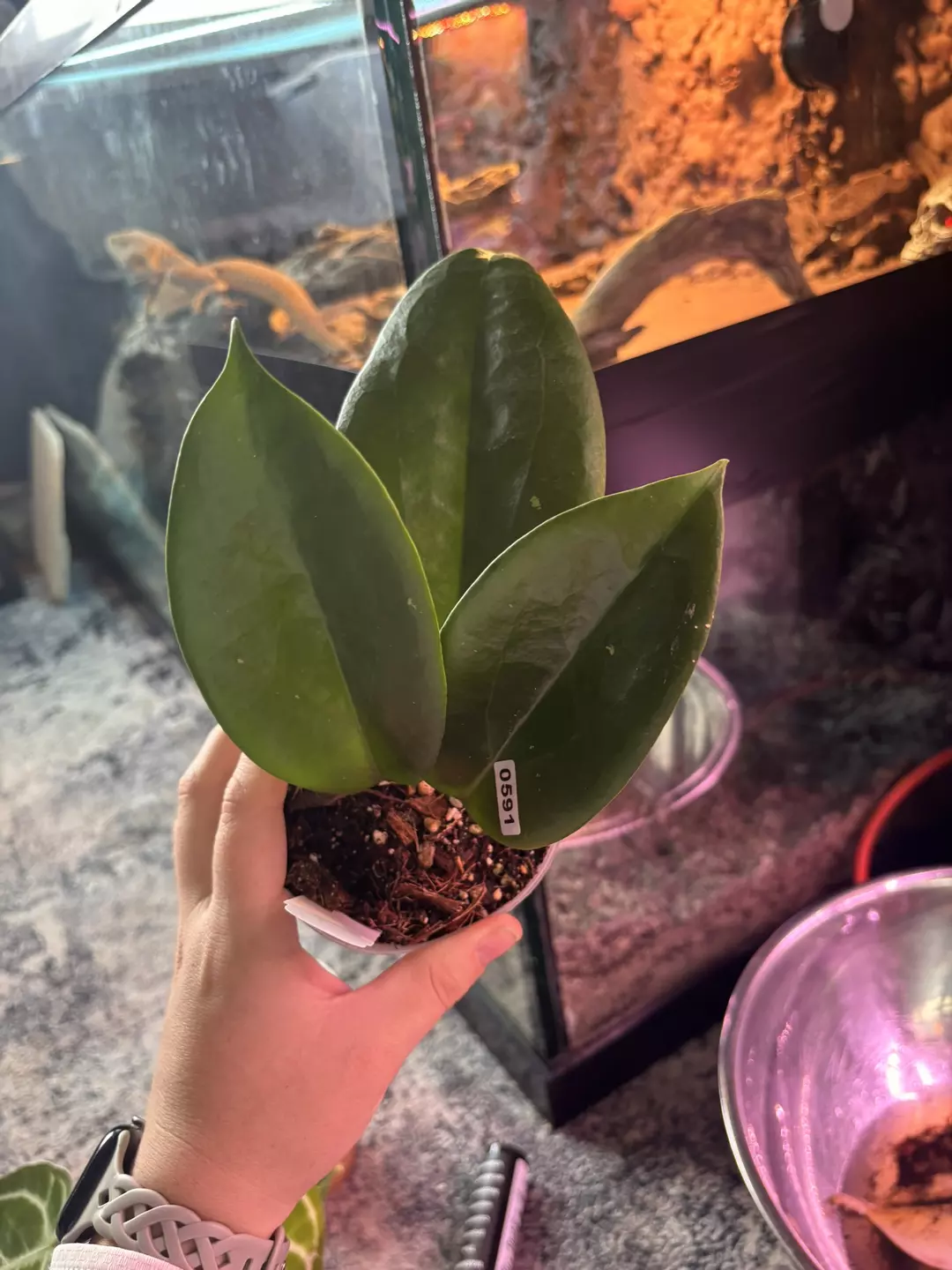 Hoya LP04 (hanhanex X pachyclauda)  thumbnail