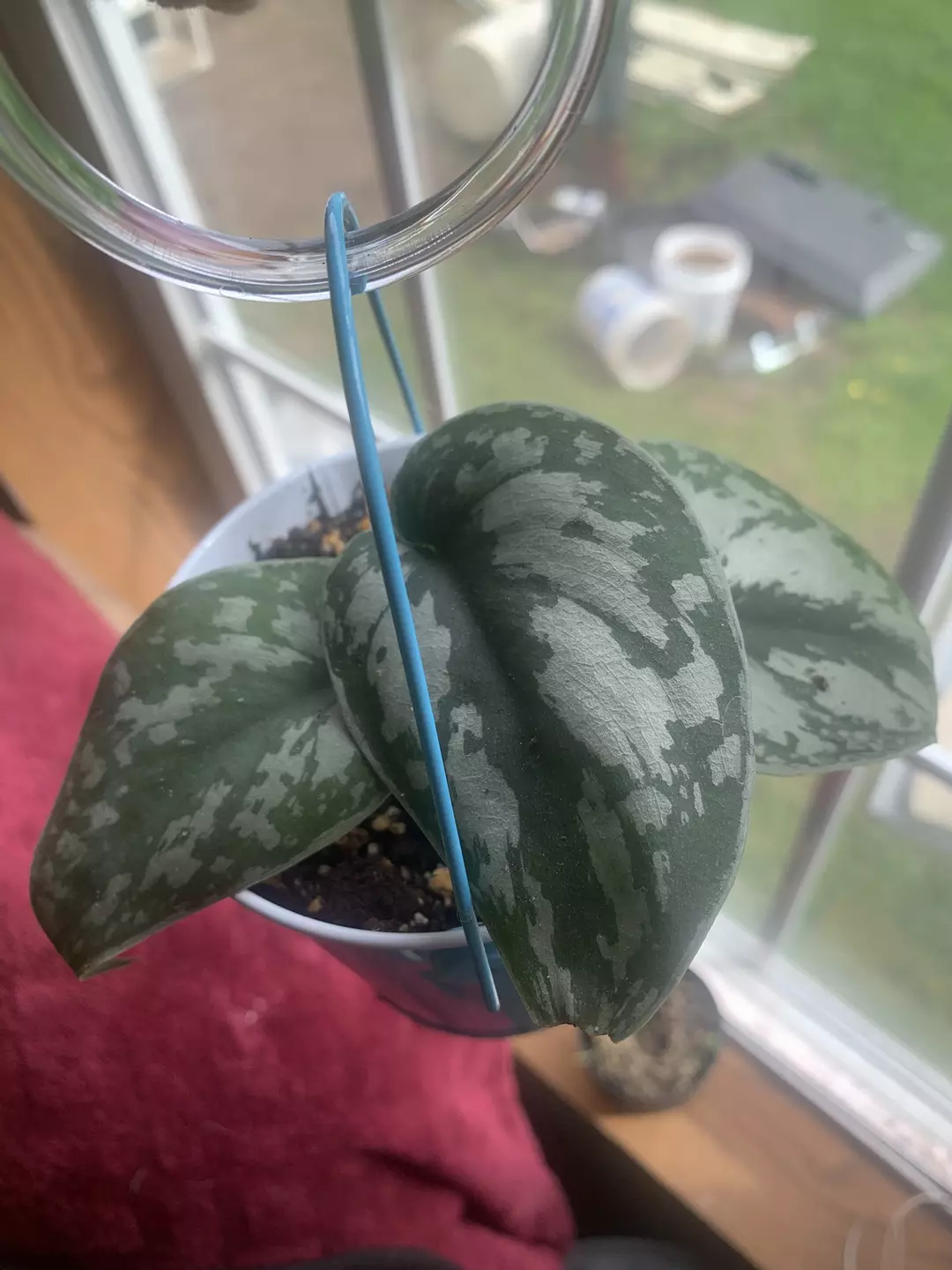 scindapsus #2 thumbnail