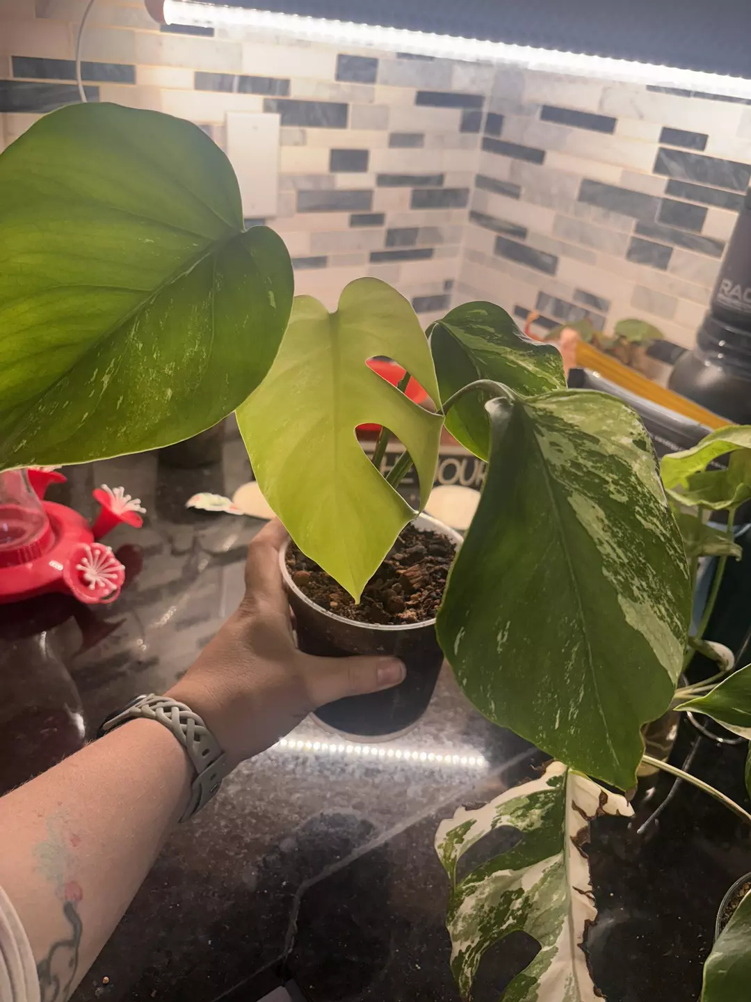 Monstera albo  thumbnail