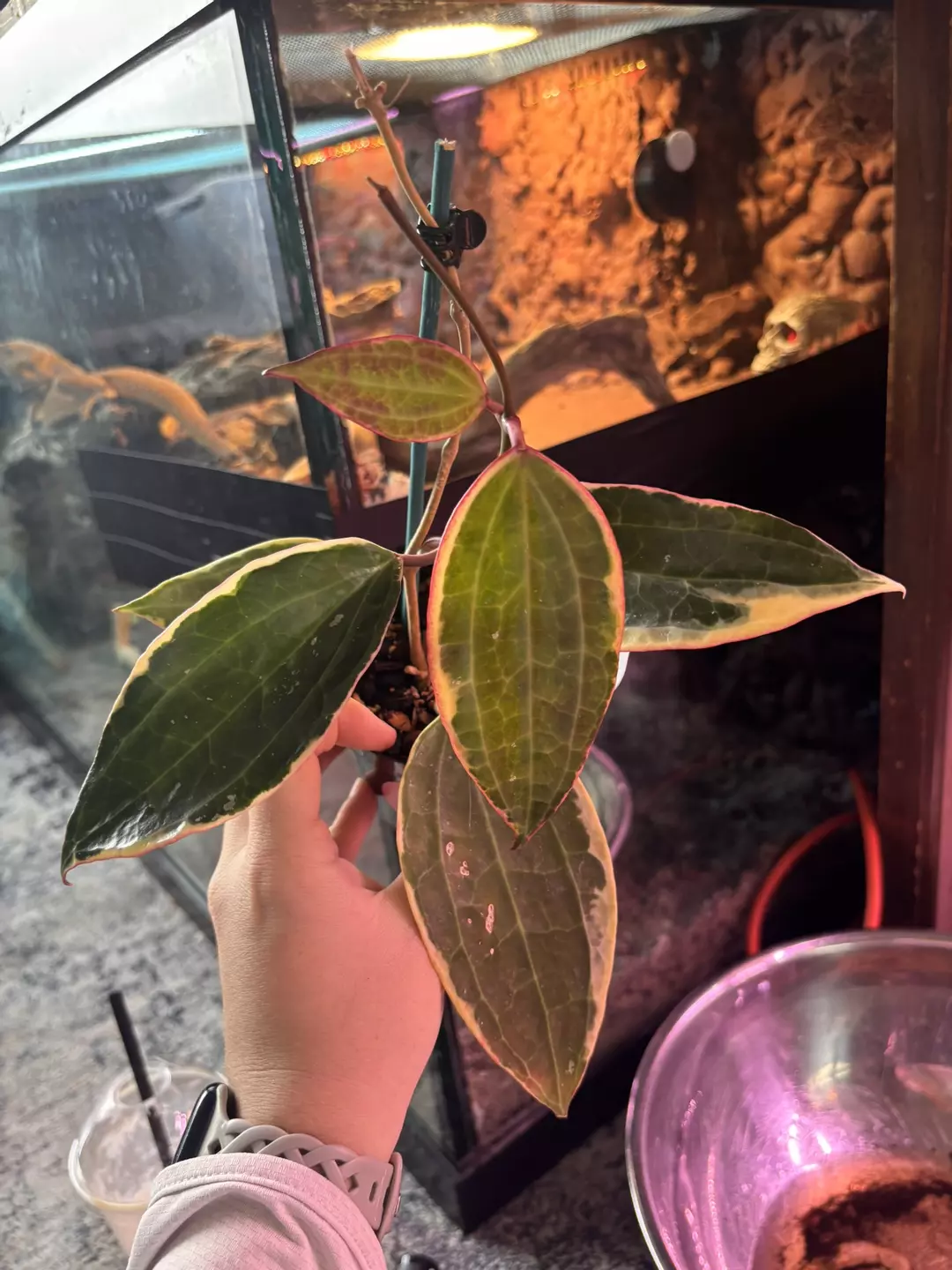 Hoya macrophylla outer var  thumbnail
