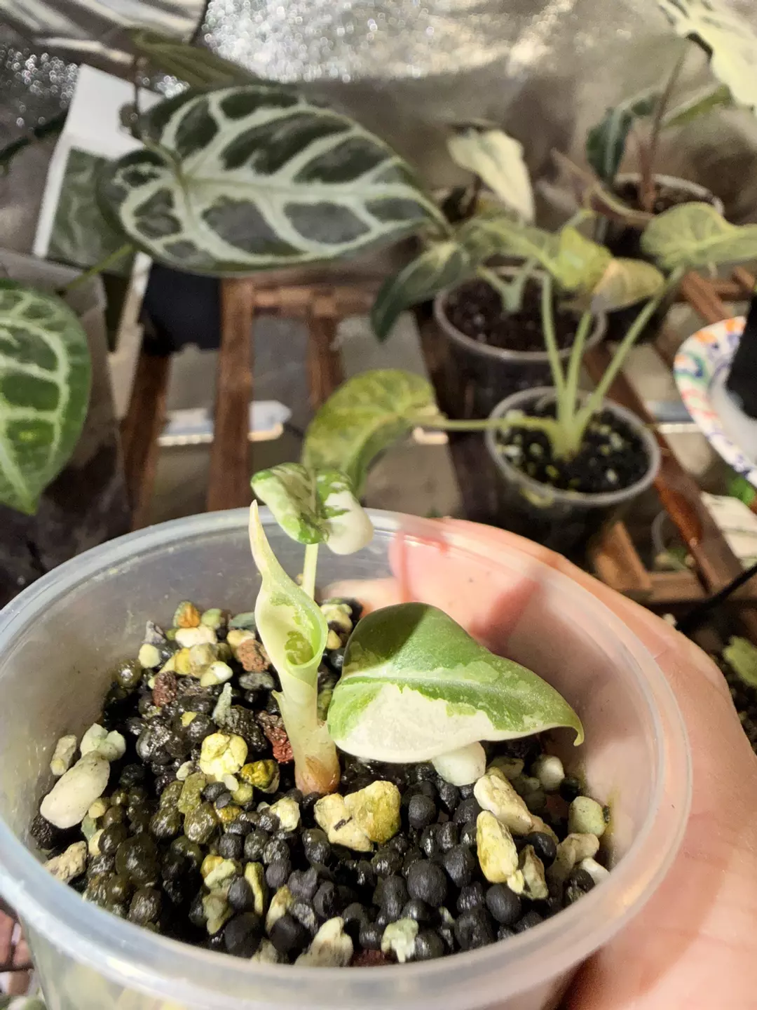 Melo Albo corm grown  thumbnail