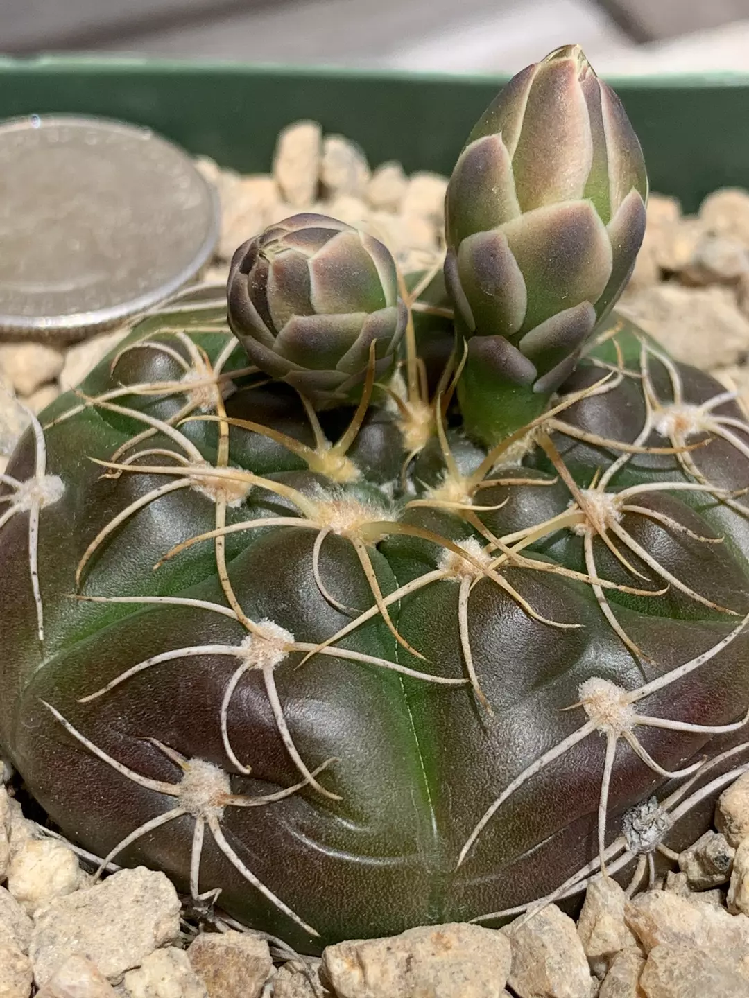 Gymnocalycium denudatum var brasillense thumbnail