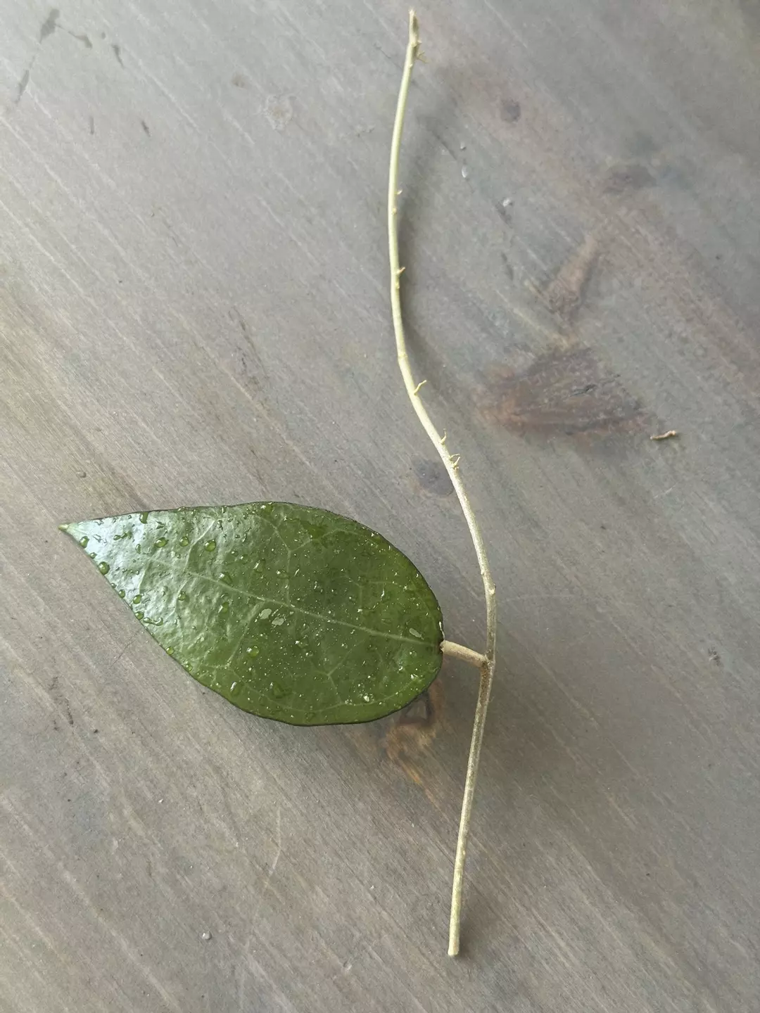 Hoya Verticillata Black Margin (Fresh Cutting) H thumbnail