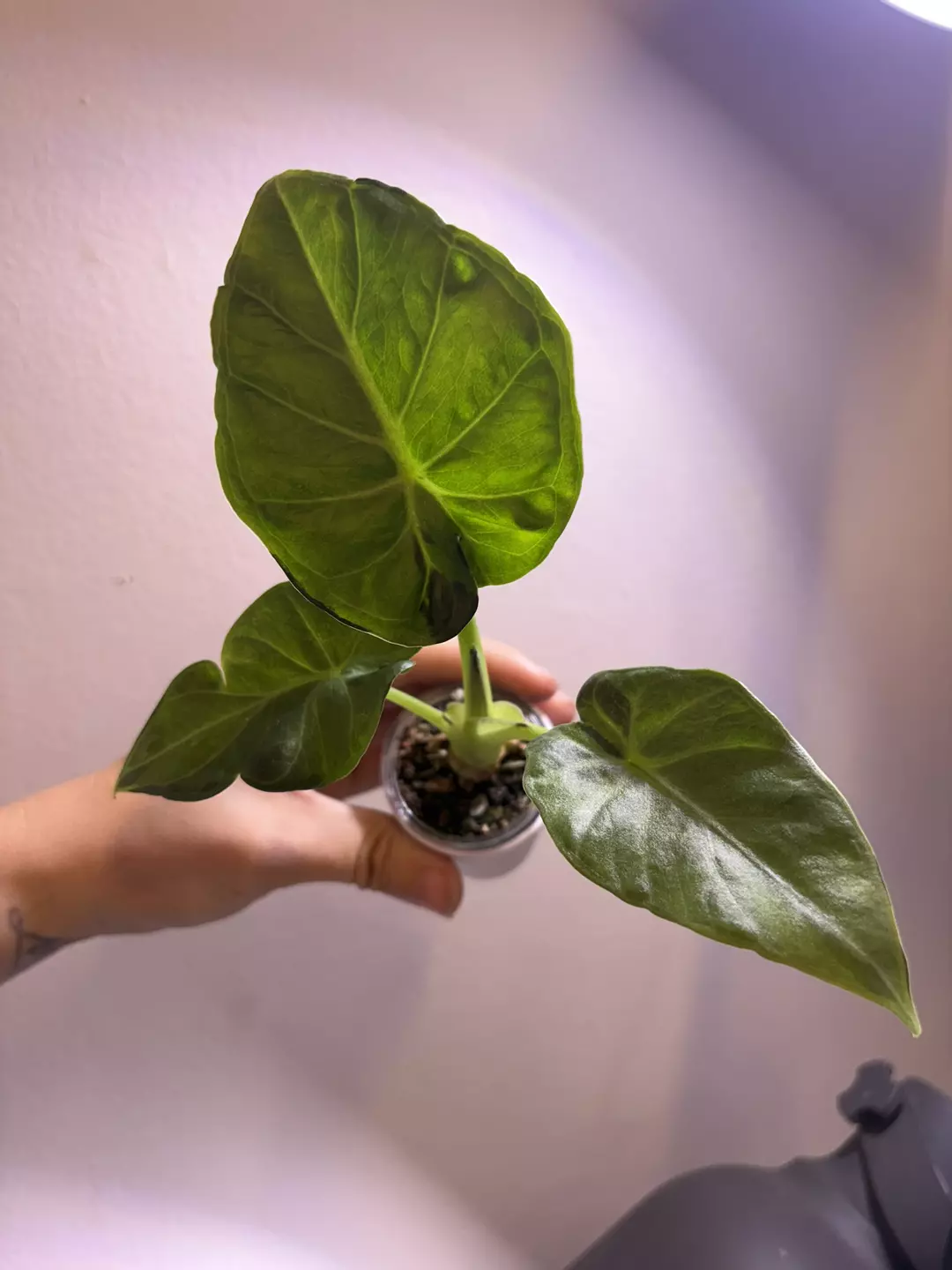 ✨Alocasia Regal Shield GoG✨ thumbnail