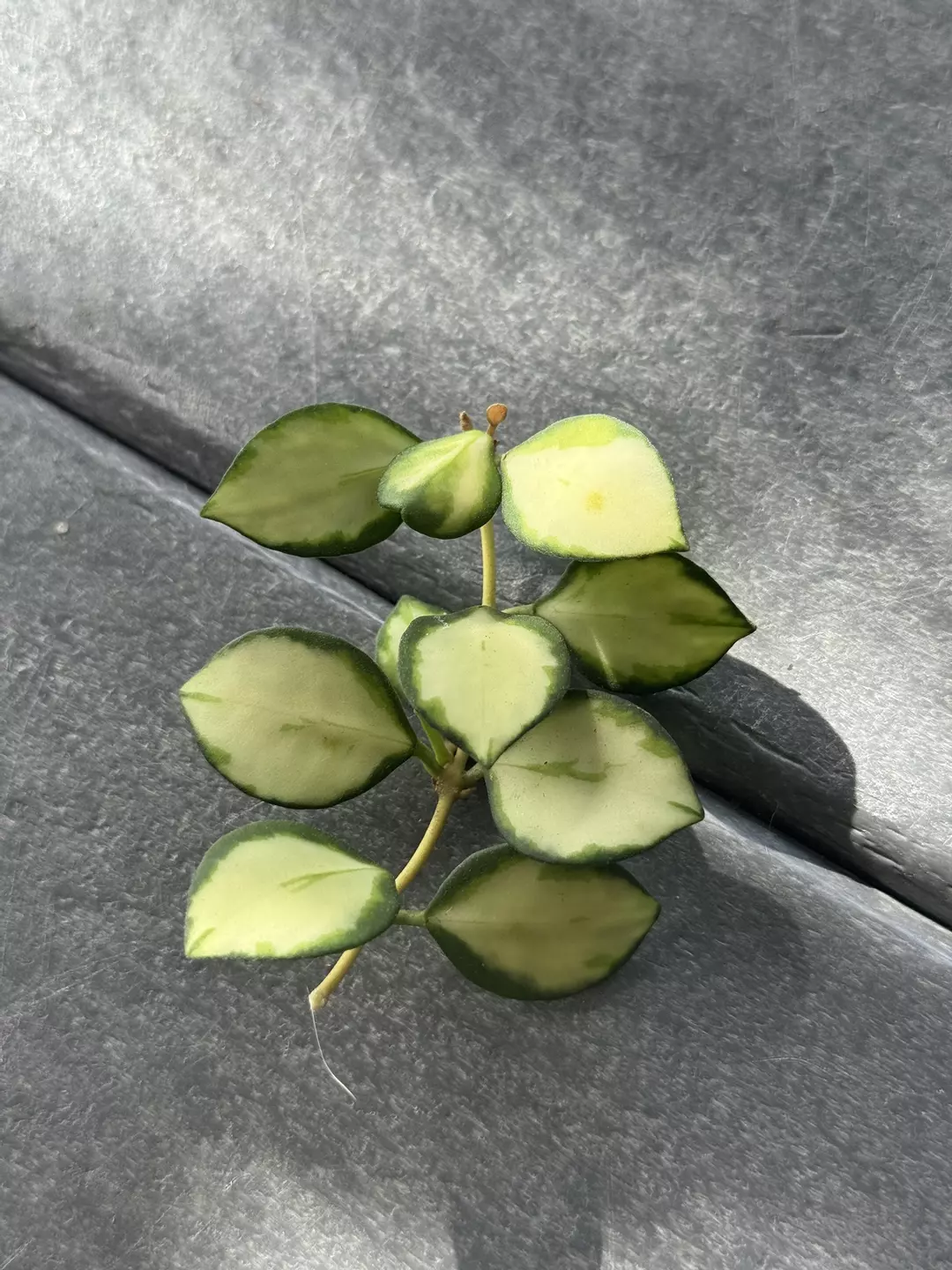 Hoya Heuschkeliana Variegated (Fresh Cutting) F thumbnail