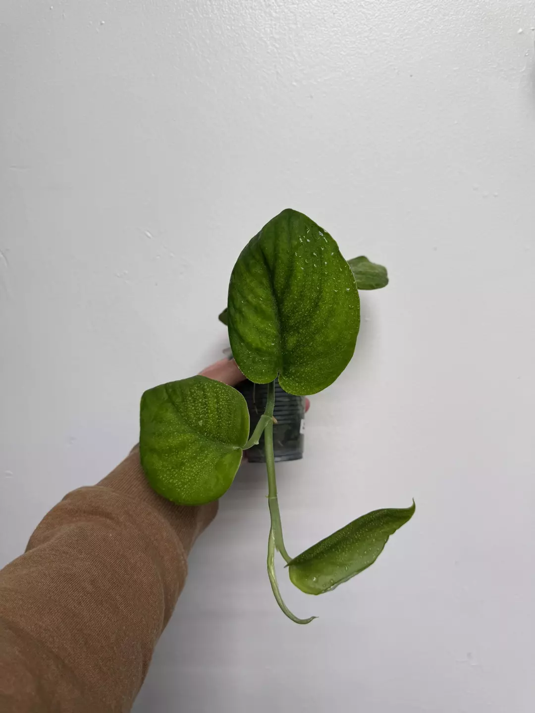 Scindapsus green on green #3 thumbnail