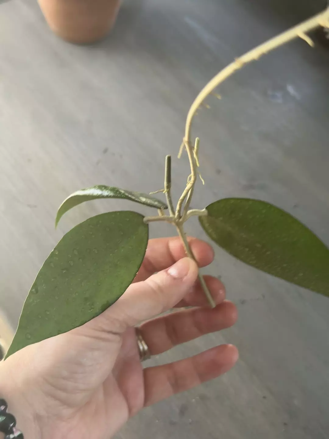 Hoya Verticillata Black Margin (Fresh Cutting) I thumbnail