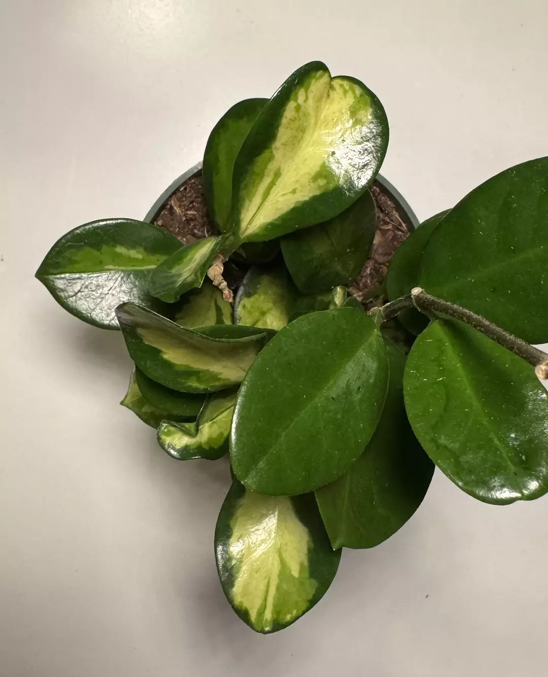 Hoya australis ‘Lisa’—Grower’s Choice thumbnail