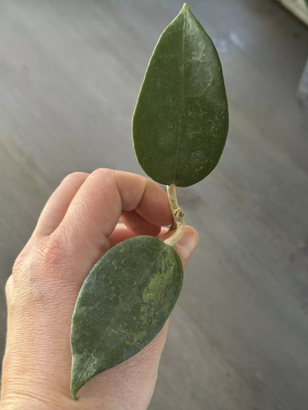 Hoya Verticillata Black Margin (Fresh Cutting) C thumbnail
