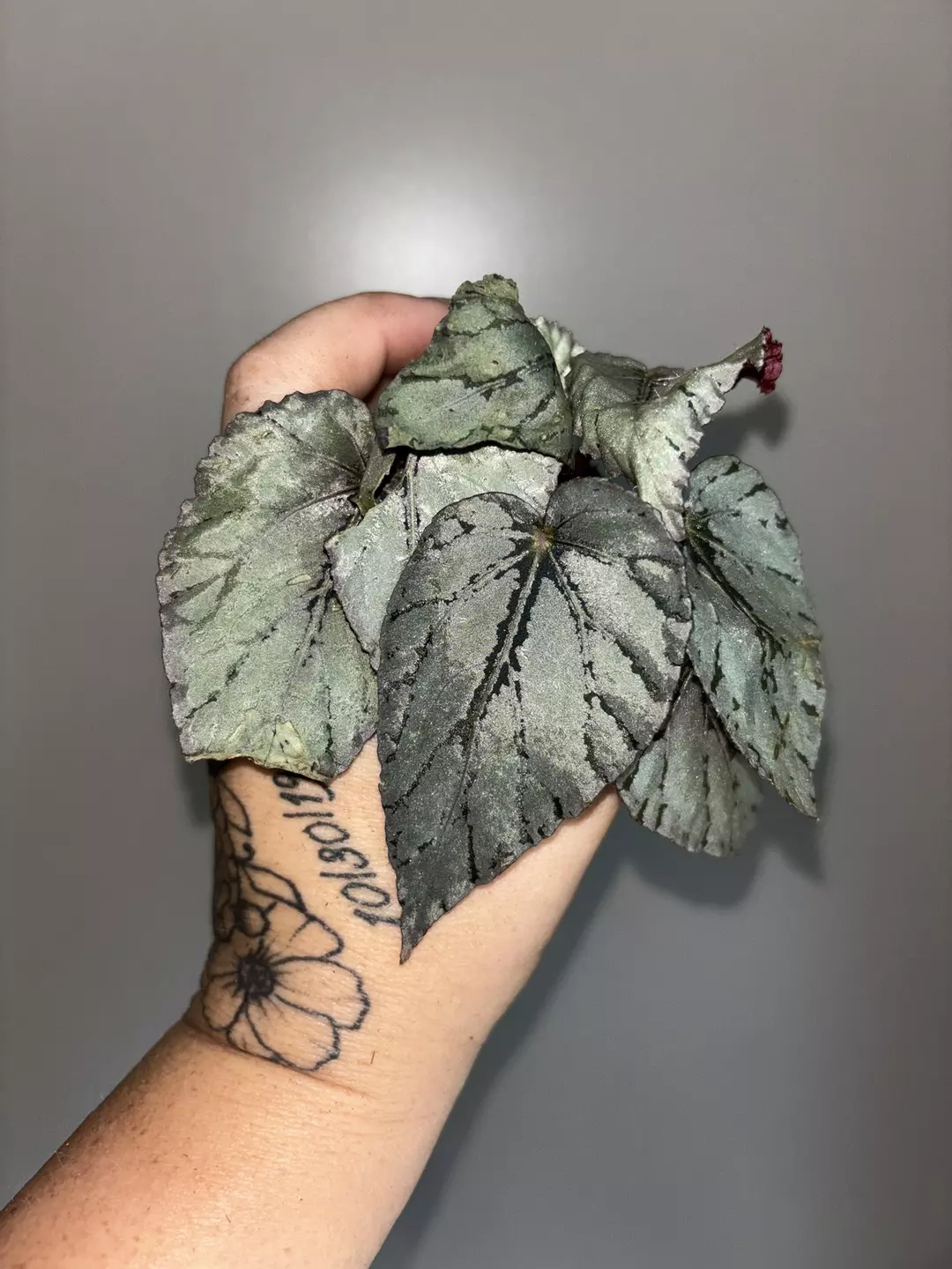 Begonia silver treasure thumbnail