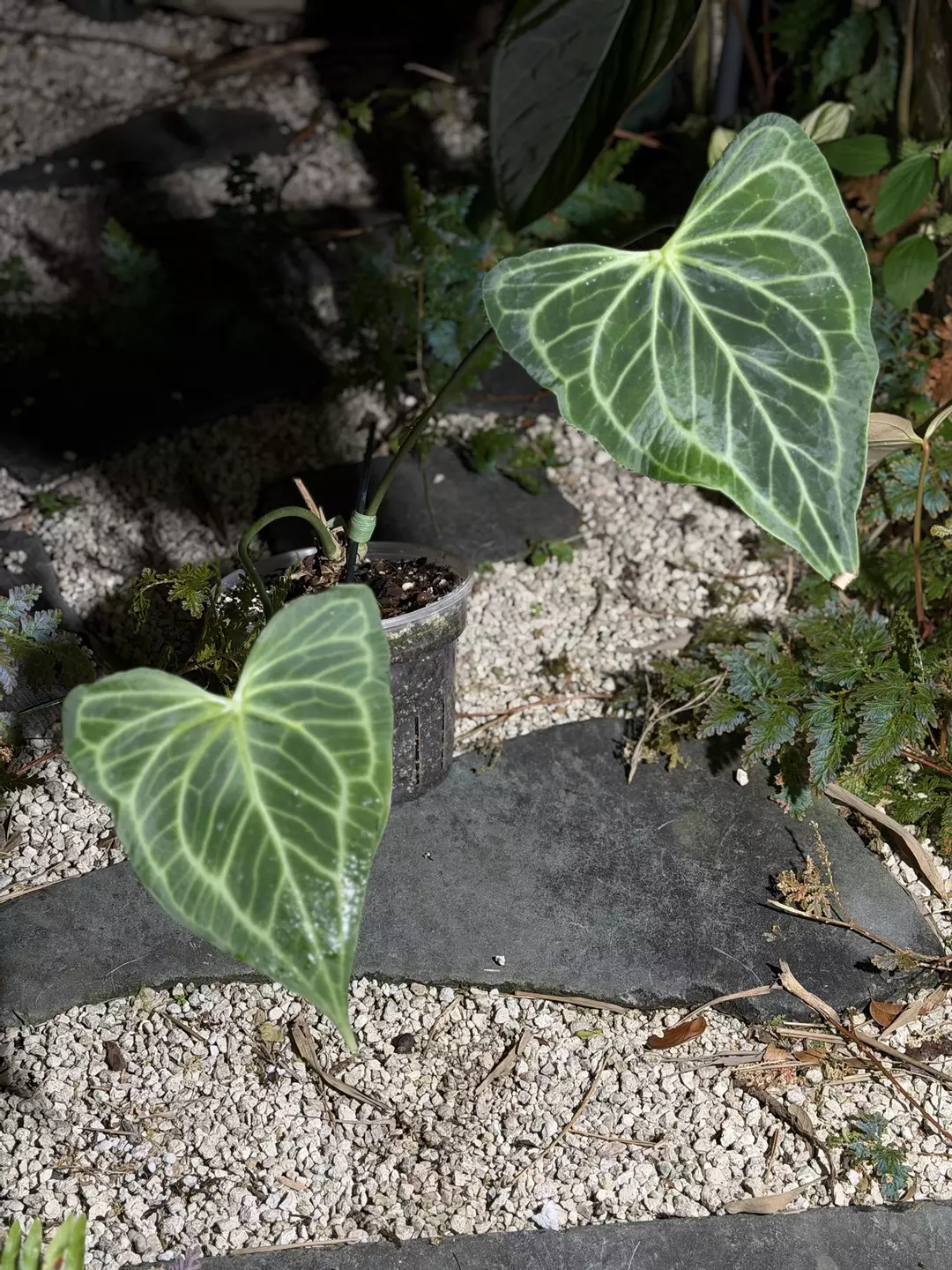 (Fausto/Clari x AOS x (Delta Force)) x Self 1-2 leaf seedling. thumbnail