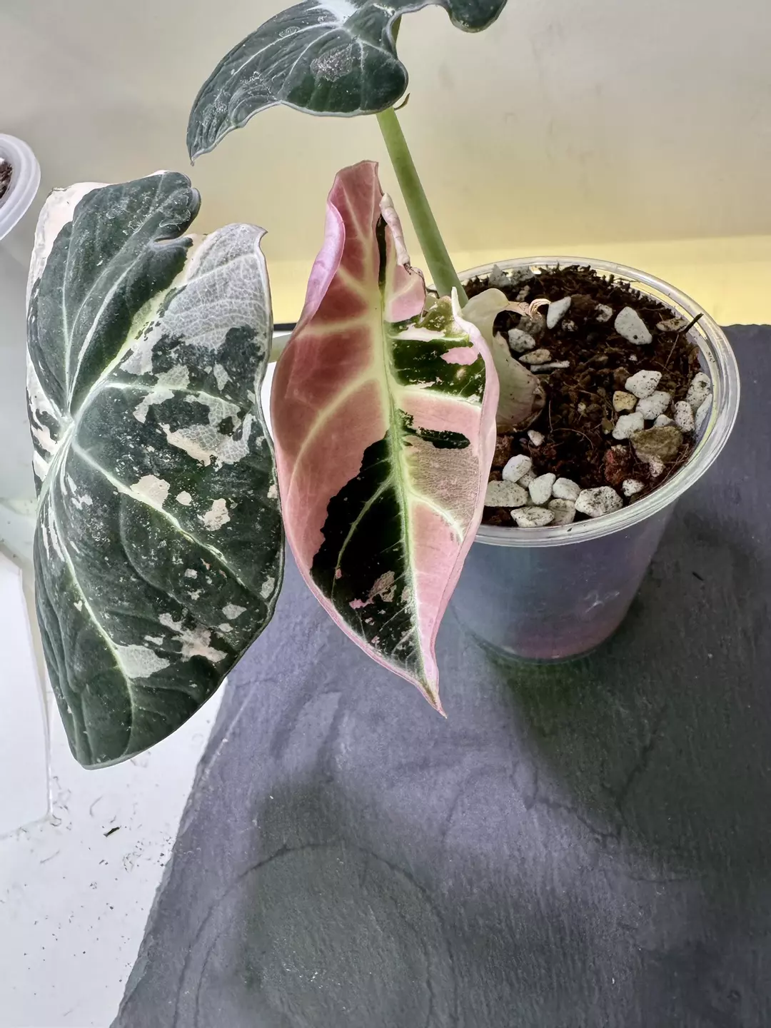 Alocasia Black Velvet Pink Corm thumbnail