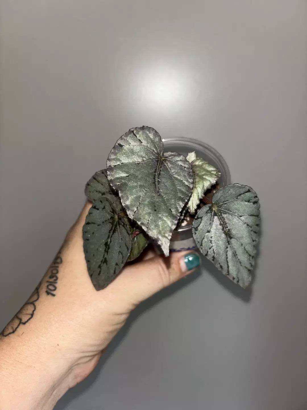 Begonia Silver Treasure thumbnail
