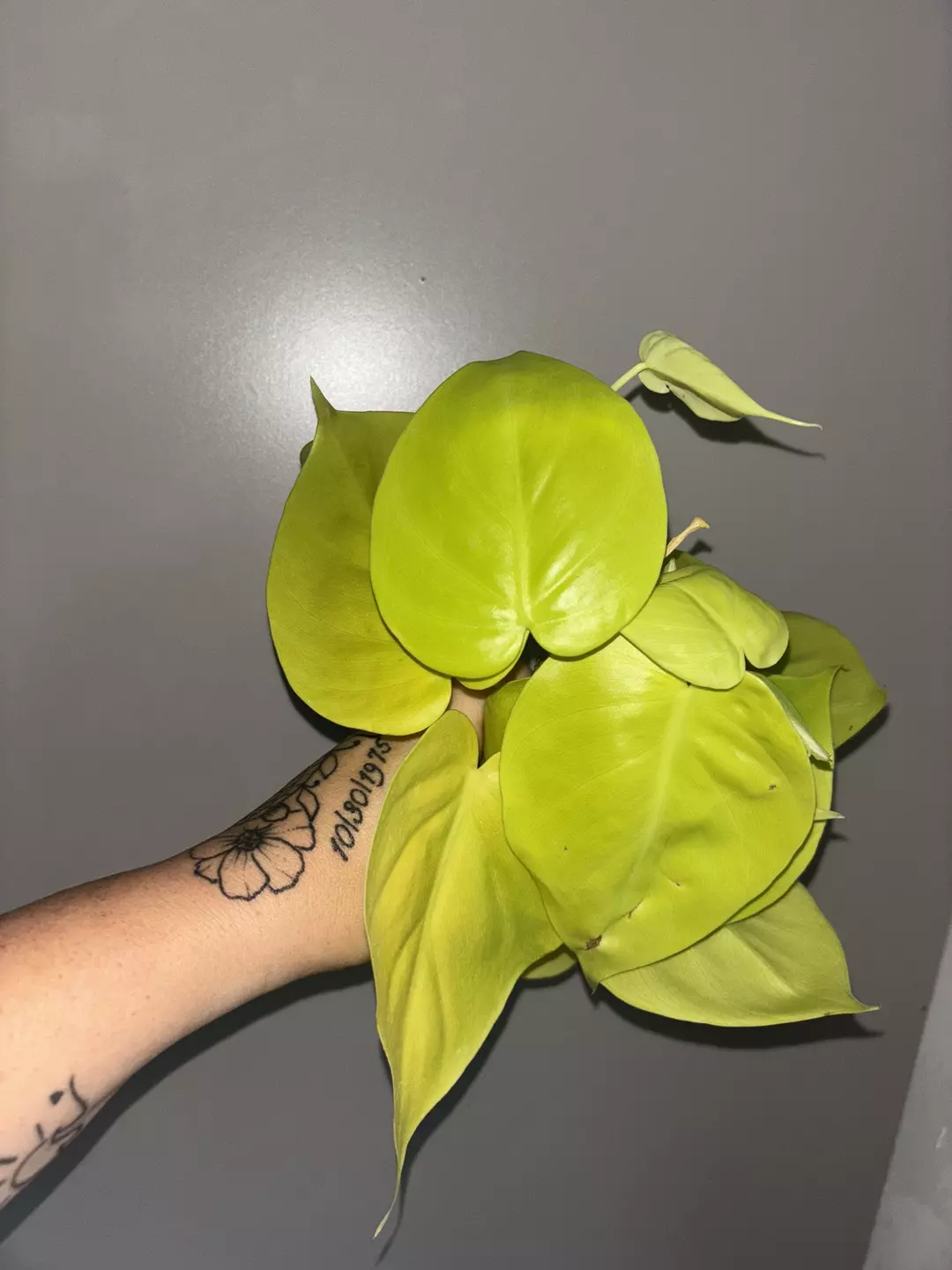Philodendron lemon lime "fresh cuts" thumbnail