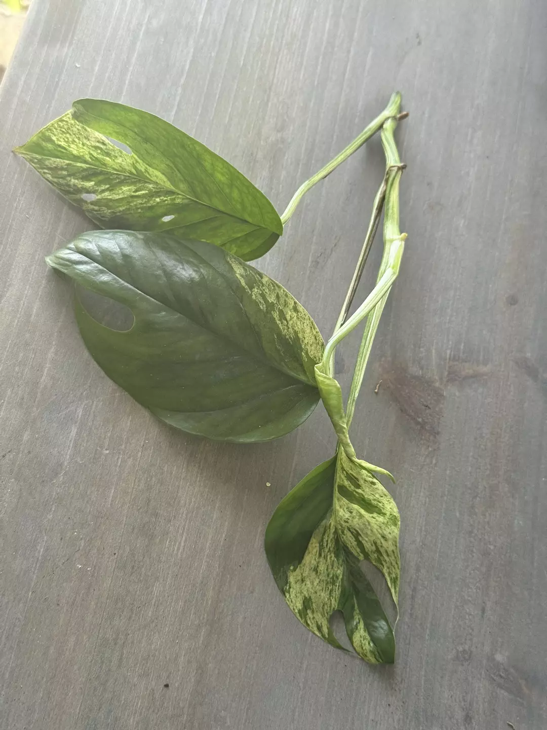 Epipremnum Marble (Fresh Cutting) A thumbnail