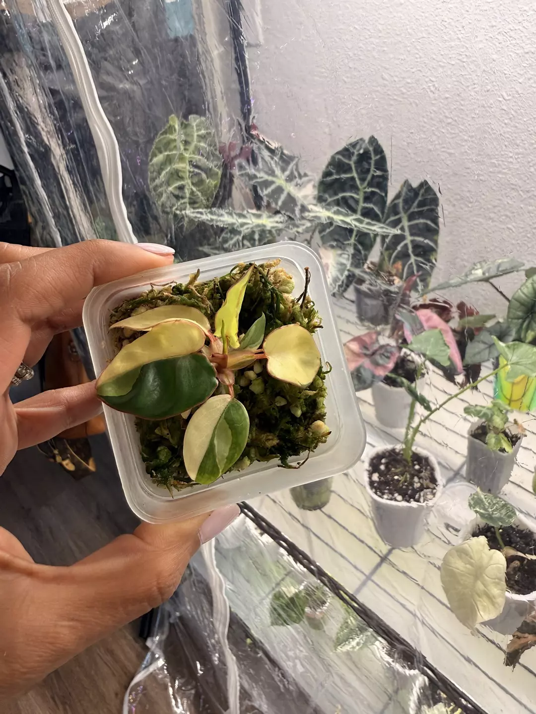 Philodendron Billie thumbnail