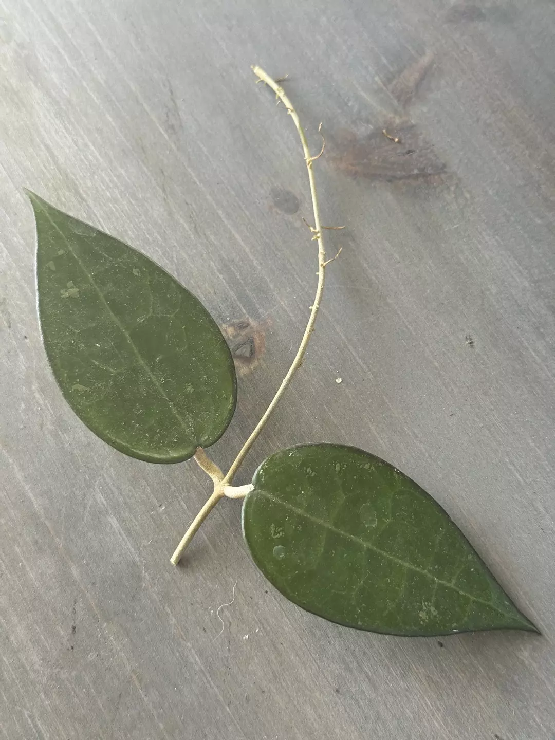 Hoya Verticillata Black Margin (Fresh Cutting) E thumbnail