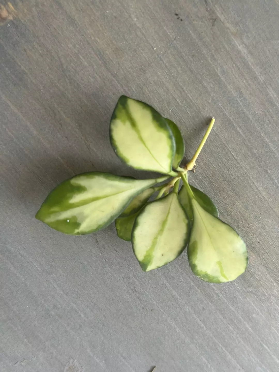 Hoya Heuschkeliana Variegated (Fresh Cutting) A thumbnail