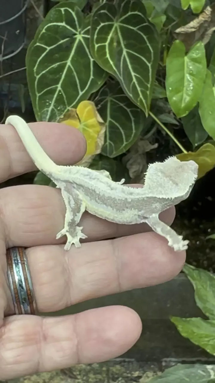 Pores visable Lilly white axanthic thumbnail