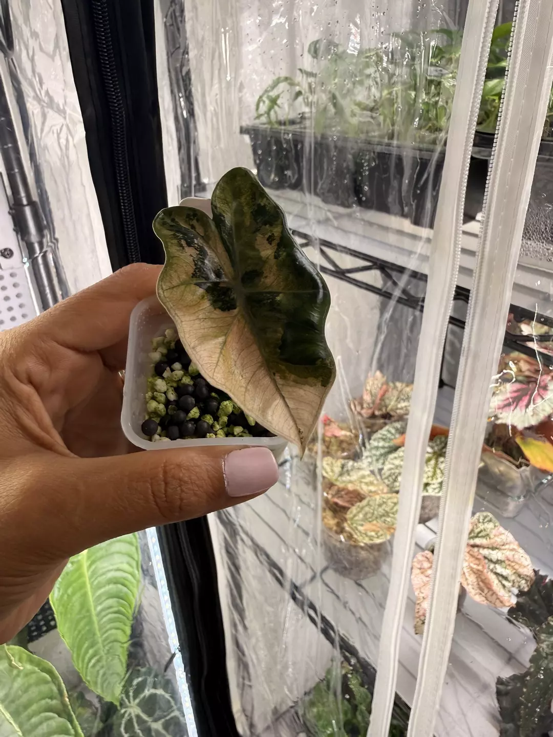 Alocasia Pseudo Sanderiana Pink one leaf thumbnail