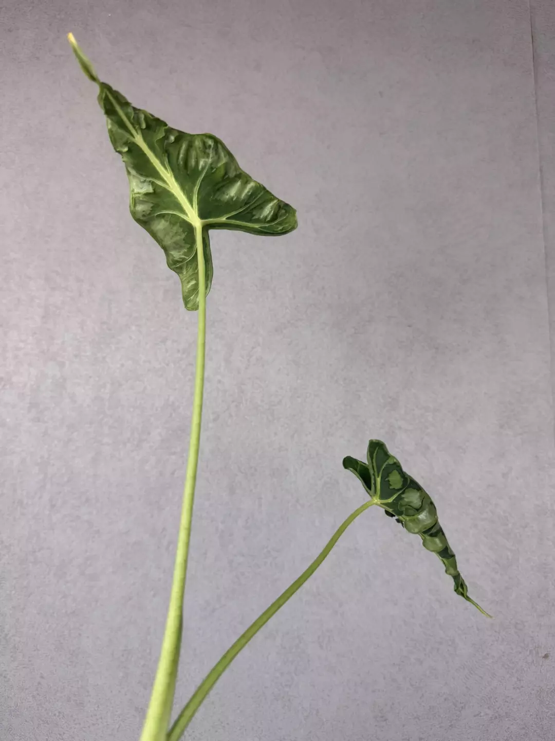 CORM- Alocasia Frydek Tattoo thumbnail