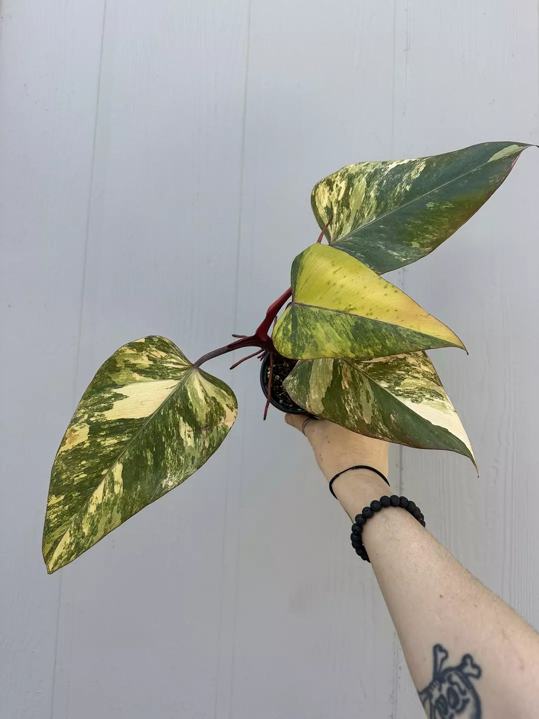 Philodendron Strawberry Shake  thumbnail