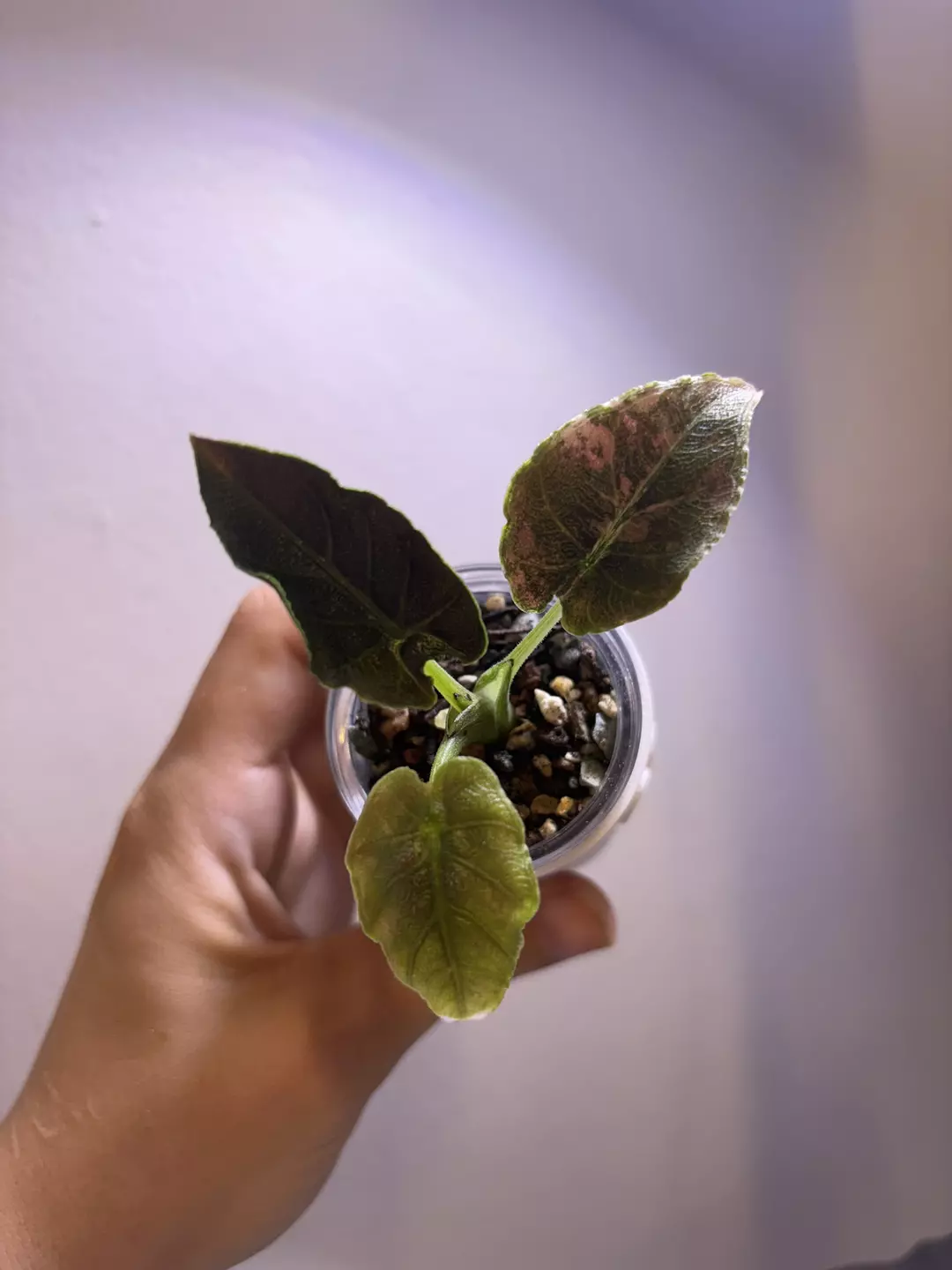 ✨Alocasia Antoro Velvet Aurea✨ thumbnail