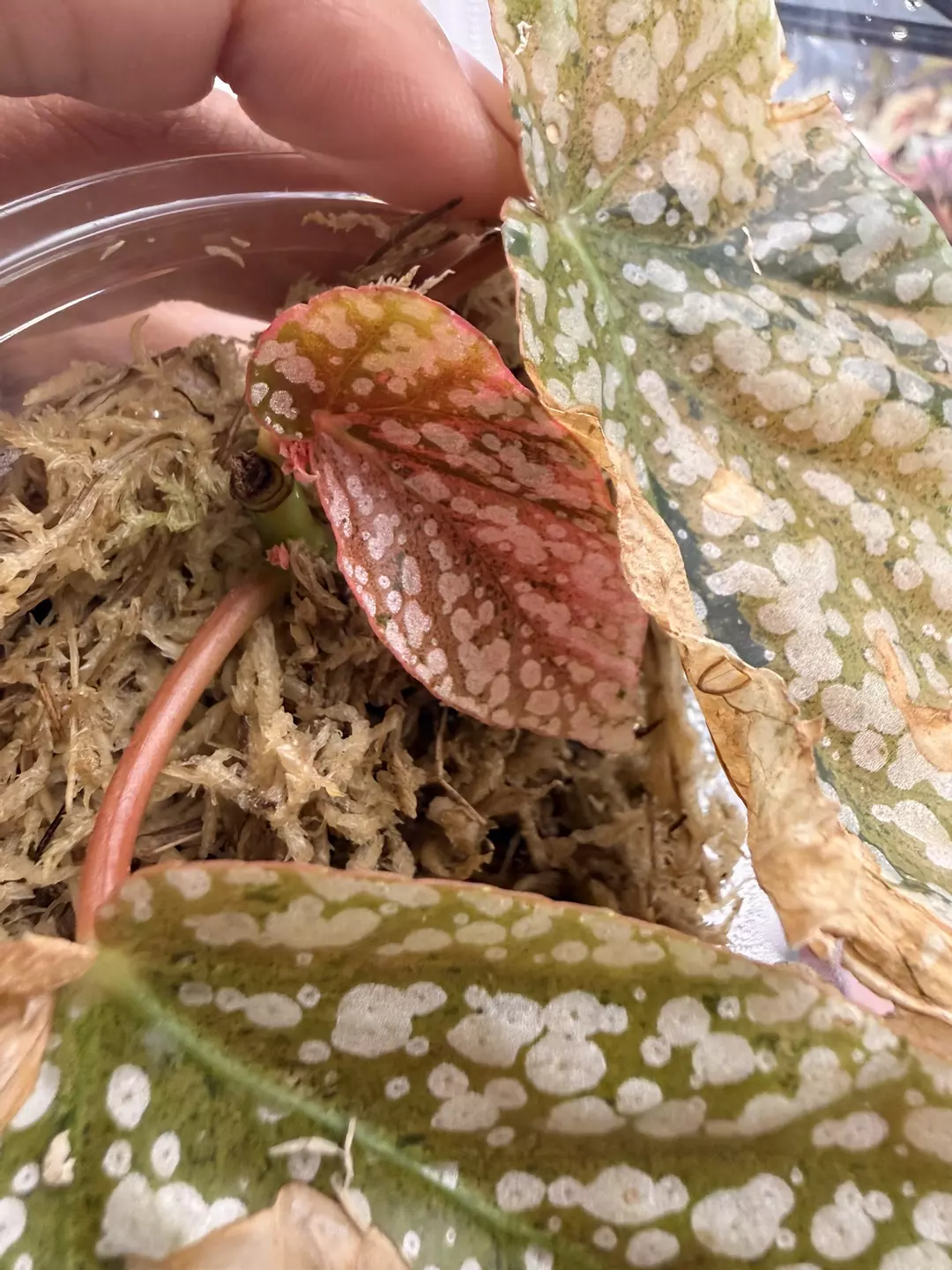 Begonia Snowcap Pink thumbnail