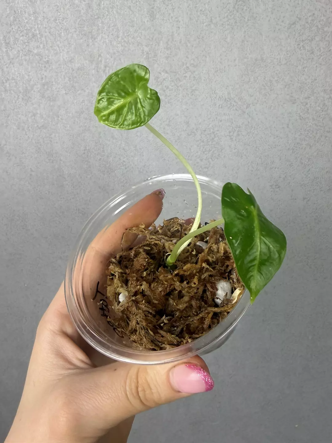 Alocasia Frydek Tattoo from corm thumbnail