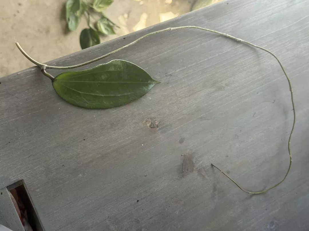 Hoya Cinnamomifolia  (Fresh Cutting) B thumbnail