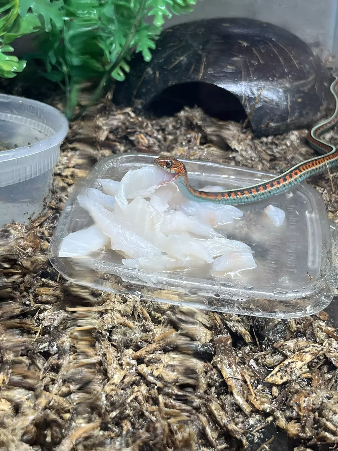 California red sided garter snake male thumbnail
