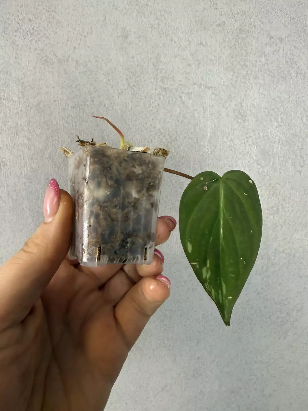 Philodendron Micans Pink/Albo True Pink thumbnail