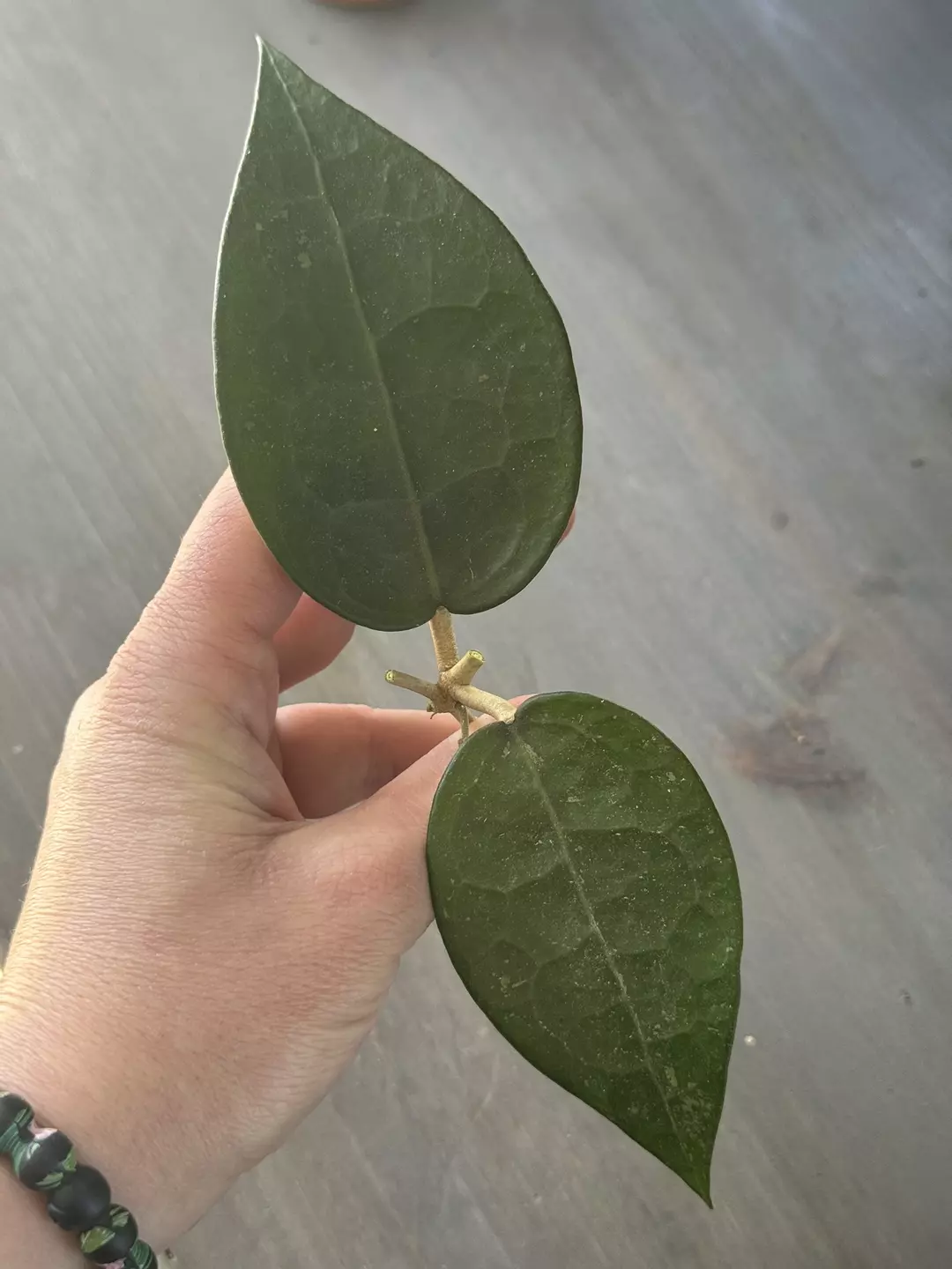 Hoya Parasitica Black Margin (Fresh Cutting) A thumbnail