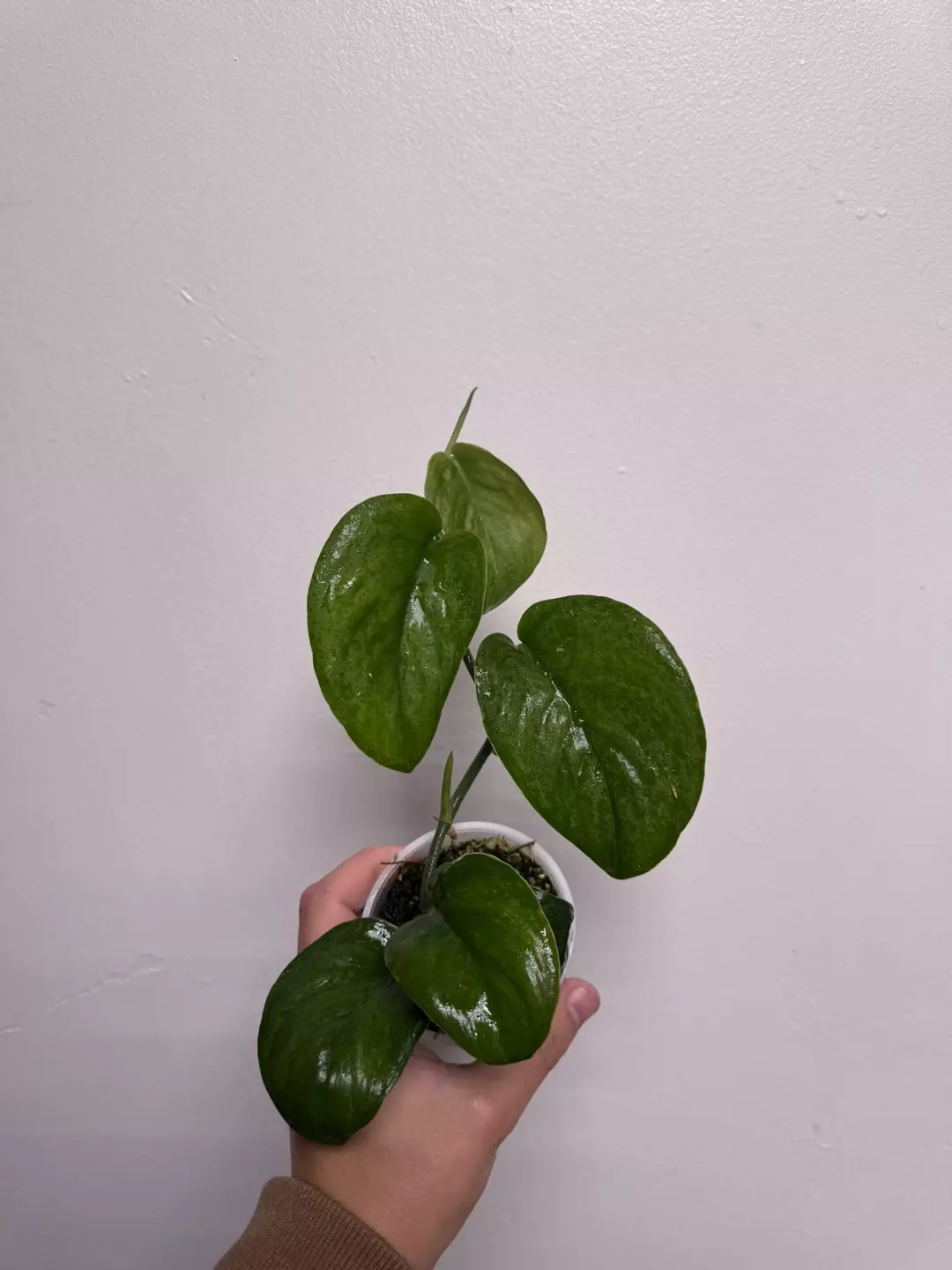 Scindapsus green on green #2 thumbnail