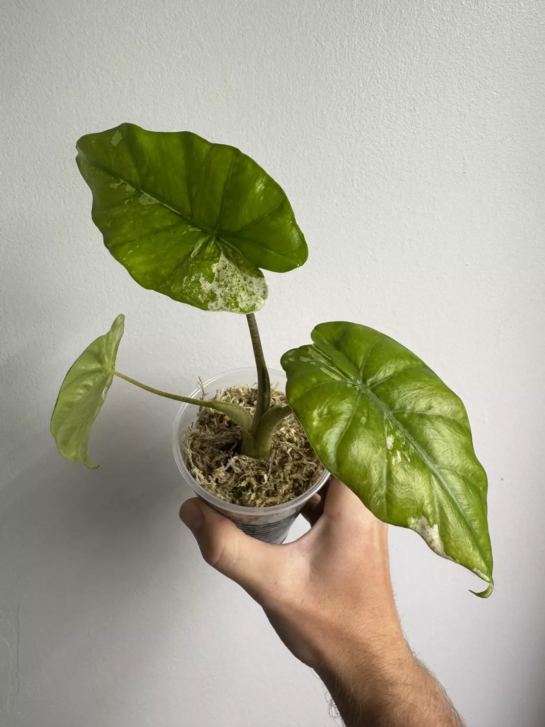 Alocasia Batik thumbnail