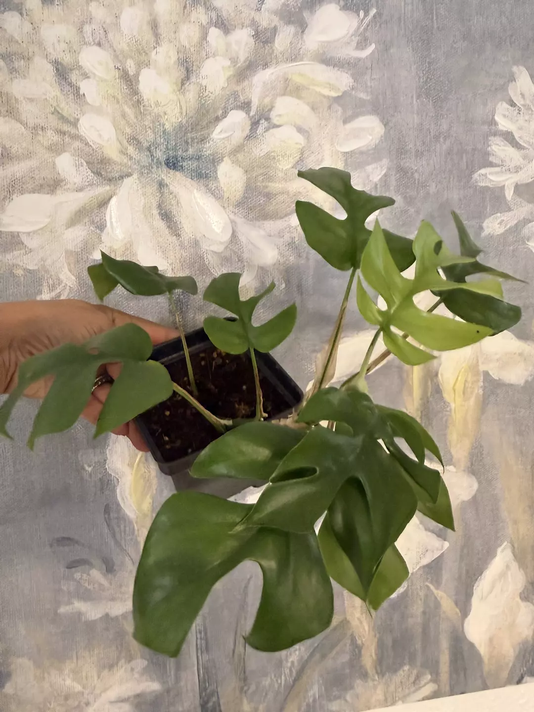 Mini Monstera  thumbnail