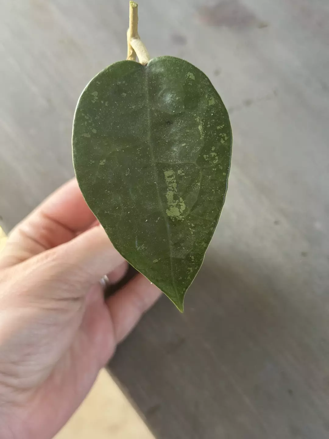 Hoya Verticillata Black Margin (Fresh Cutting) J thumbnail