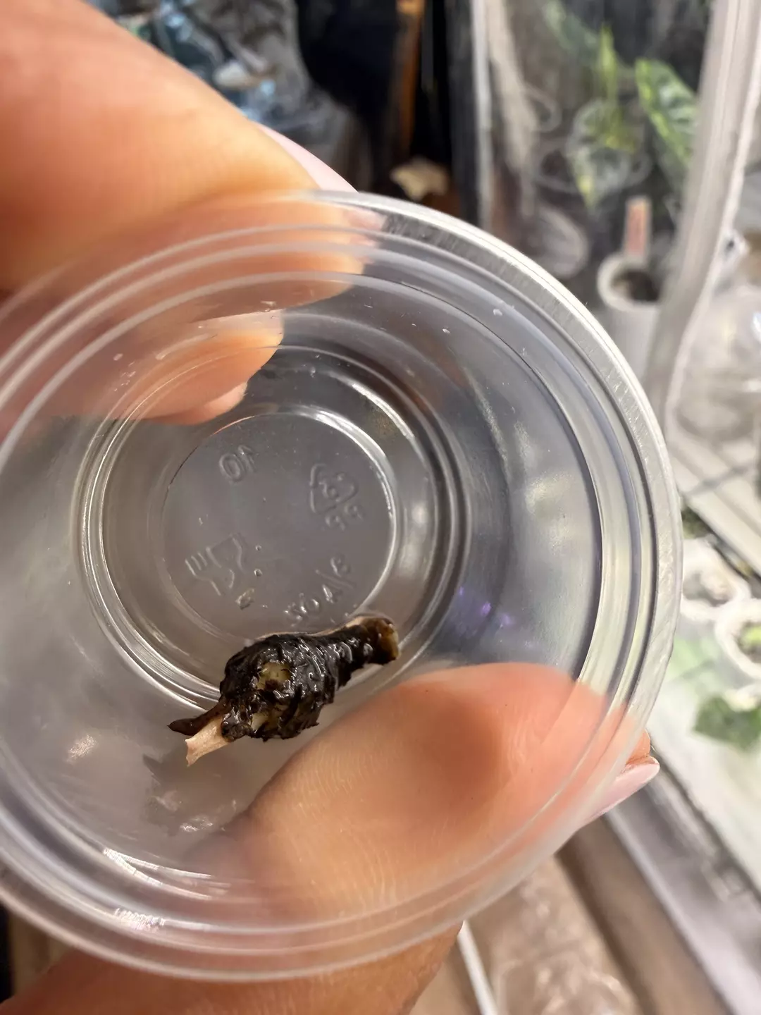 Alocasia Maharani Albo Corm D thumbnail