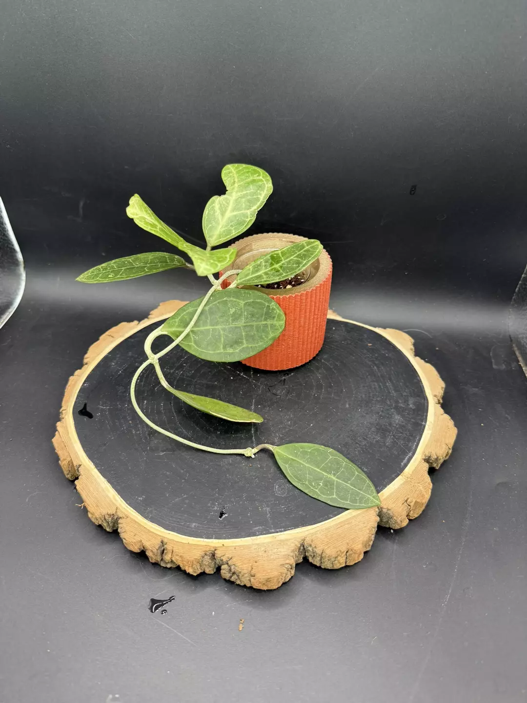 Hoya Elliptica #284 thumbnail