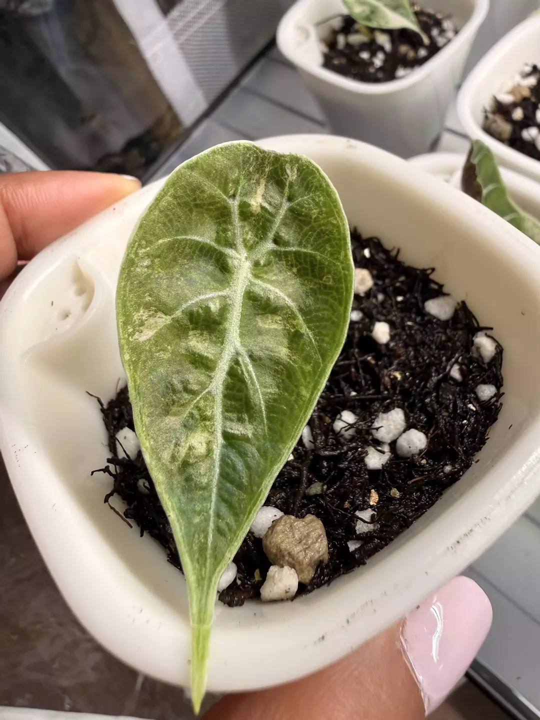 Alocasia Watsoniana Pink first leaf  thumbnail